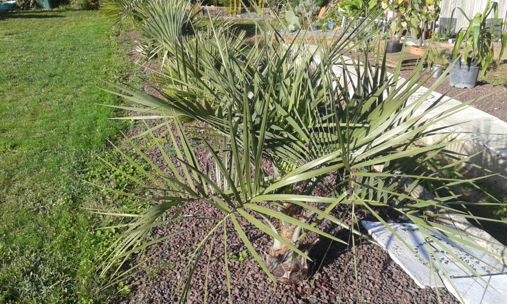 Butia capitata