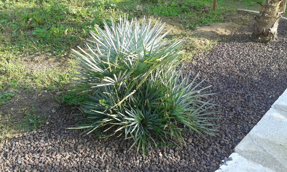 Chaméarops humilis cerifera