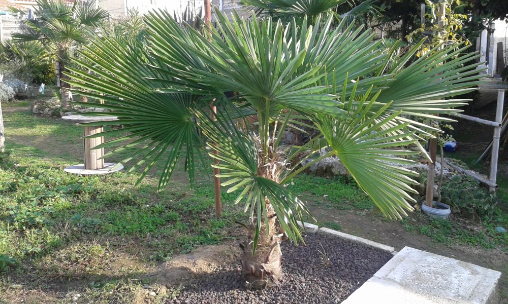 Trachycarpus fortunei