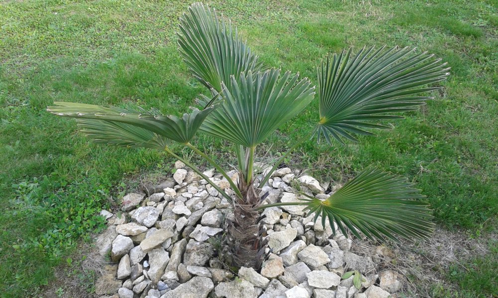 Trachycarpus wagnerianus