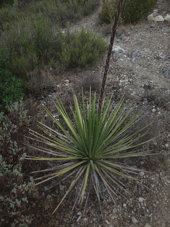 Agave stricta.JPG