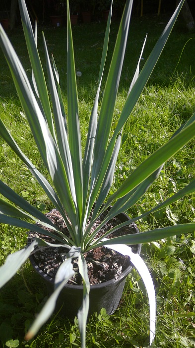 Yucca filamentosa X Yucca rostrata (3) redim.jpg