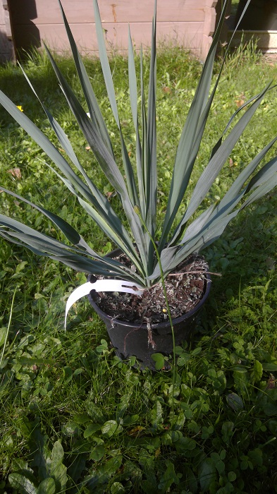 Yucca filamentosa X Yucca rostrata (4) redim.jpg