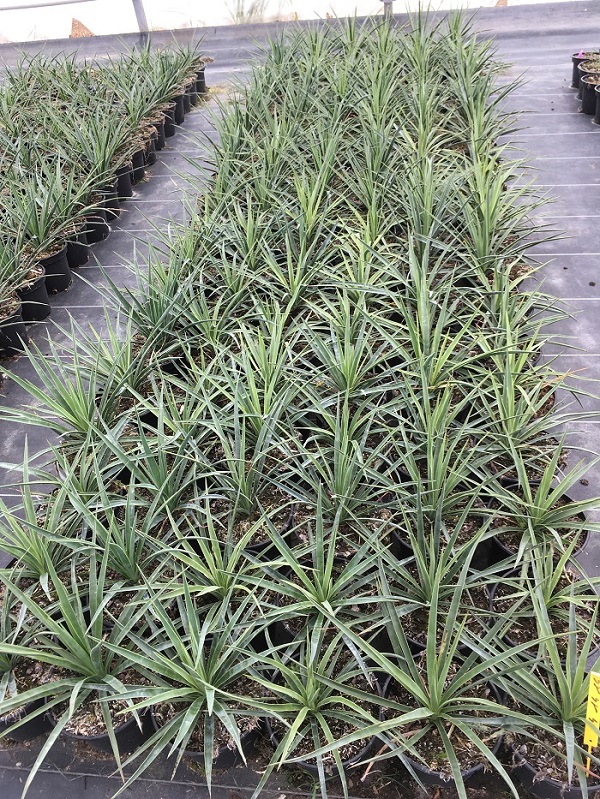 Yucca linearifolia blue form X Yucca treculeana var. canaliculata redim.jpg