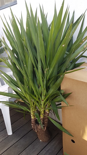 Yucca elephantipes boutures fevr 2018 (2).jpg