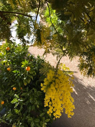 mimosa oranger 21 janvier 2018 réduite.jpg