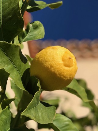 Citron fev 2018 1 réduite.jpg