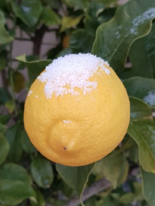 citronnier neige 28 fev 2018 1 réduite.jpg