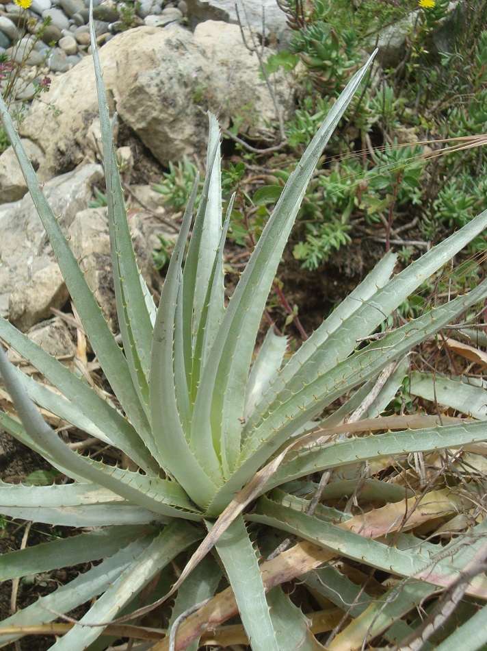 Puya DSC01706.JPG