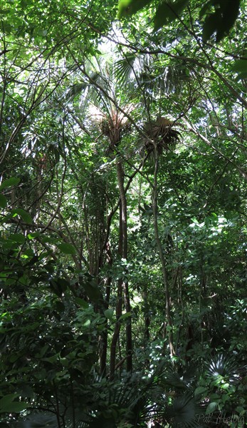 Dans la partie du terrain à l'état naturel,deux Coccothrinax barbadensis ont enfin trouvé la lumière!.jpg