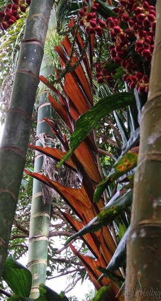 La jeune palme couleur rouille du Ptychosperma waitianum..jpg