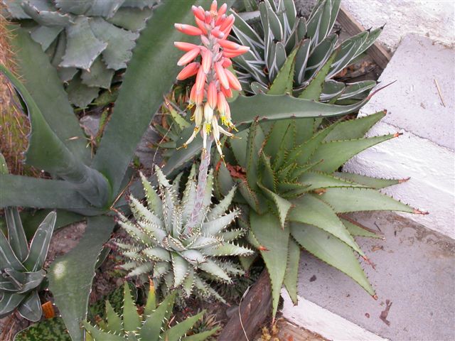 Aloe erinacea 14 Mars 09.JPG