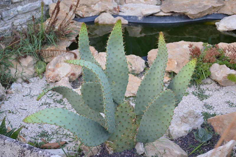 cactus langue.jpg