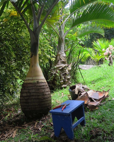 Habillé le stipe du Hyophorbe lagenicaulis ou le laisser nature comme le 2 ième... Des colonies de fourmies de plusieurs variétés et des cafards en abondance derrière ces bases foliaires sèches....jpg