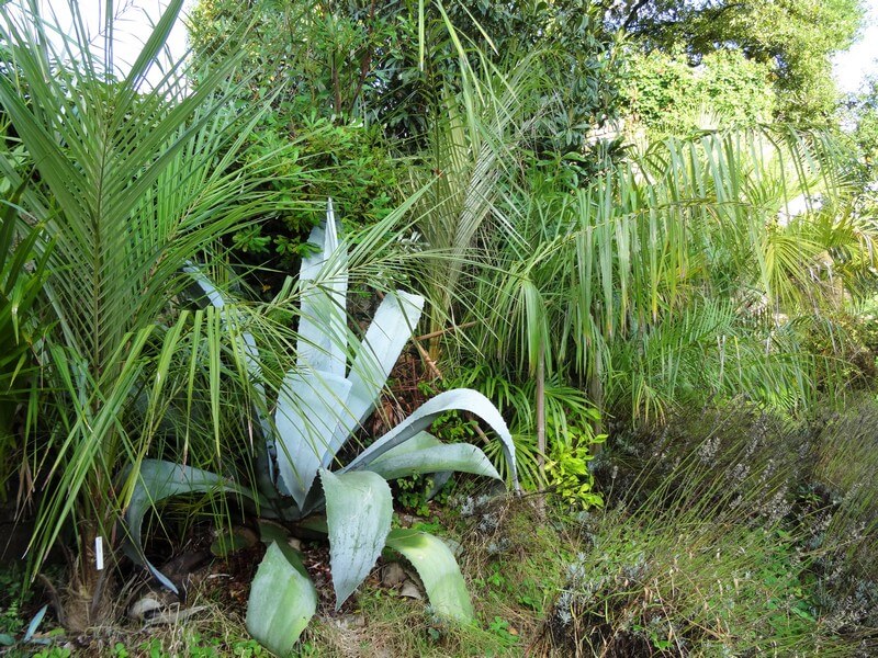 Le coin des parajubaeas,ici avec une agave franzosinii.