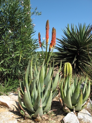 A.reitzii, début d'ouverture des fleurs.jpg