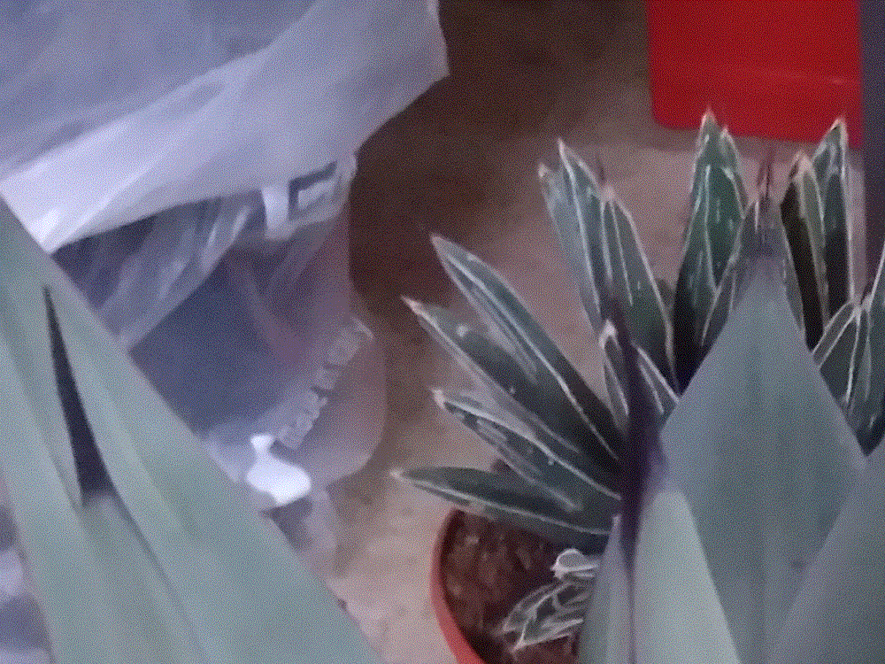 agave1.gif