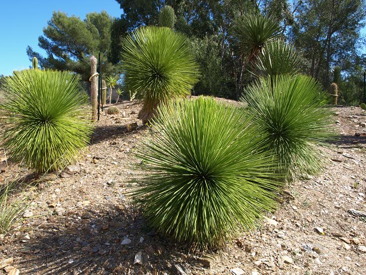 Le groupe de Yucca queretaroensis.