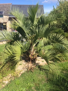 Butia Odorata