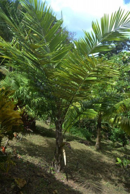 Première inflorescence du palmier de Bahia l'Allagoptera caudescens planté le 11 05 2013.