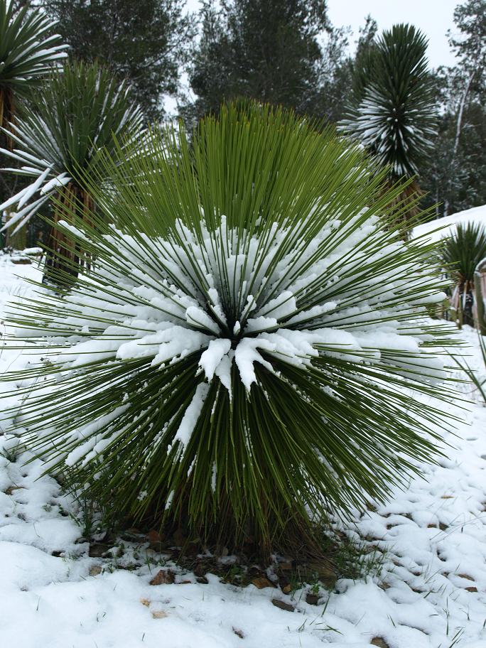 Yucca-queretaroensis2.jpg